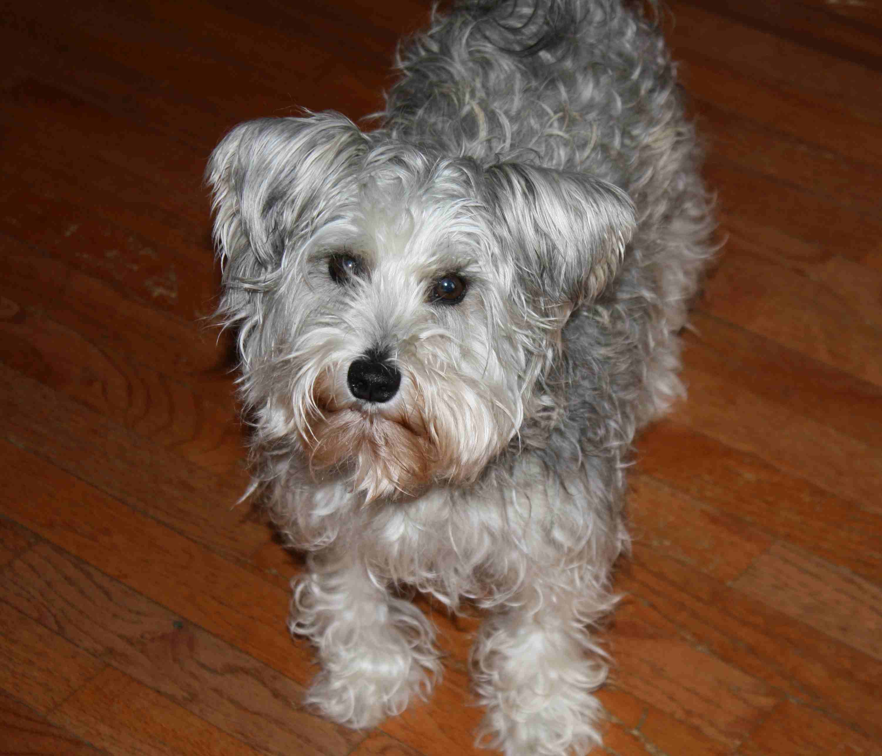 2018-03-30 Pepper Before.jpg